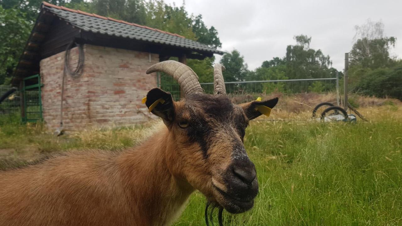 Zimmervermietung Zahn Baalberge Bagian luar foto